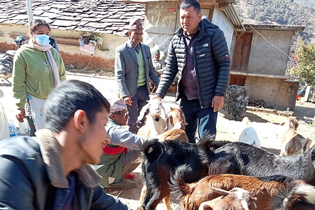 बैतडीमा ८० हजार बाख्रालाई पिपिआर खोप लगाइँदै 